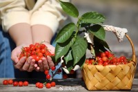 5月18日至6月16日，“櫻桃之約”邀你共赴！